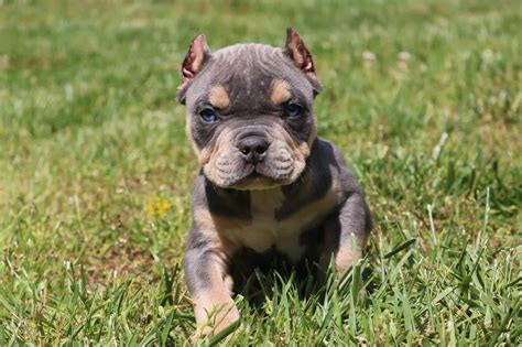 micro bully puppy for sale|More.